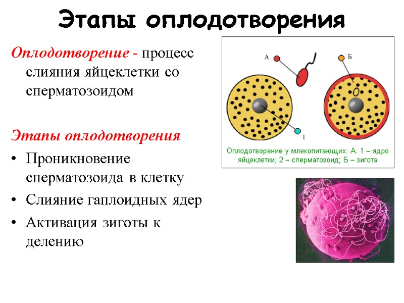 Этапы оплодотворения Оплодотворение - процесс слияния яйцеклетки со сперматозоидом Этапы оплодотворения Проникновение Этапы оплодотворения Оплодотворение - процесс слияния яйцеклетки со сперматозоидом Этапы оплодотворения Проникновение